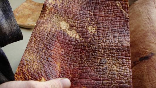 mushroom leather